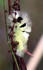 Calliteara pudibunda -  3. Raupenfund 