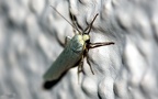 Eilema caniola (Hübner, 1808)