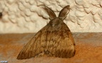 Lymantria dispar -  1. Fund (Männchen)