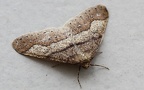 Agriopis marginaria (Fabricius, 1776)