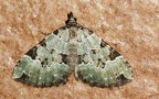 Ordnung Lepidoptera (Linnæus, 1758)