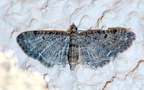 Eupithecia subfuscata (Haworth, 1809)