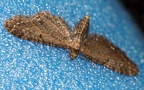 Eupithecia vulgata (Haworth, 1809)