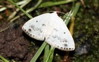 Ordnung Lepidoptera (Linnæus, 1758)