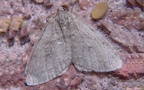 Familie Geometridae (Leach, 1815)