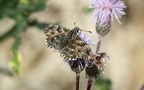 Carcharodus alceae -  1. Fund (Männchen)