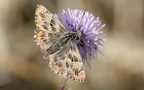 Carcharodus alceae -  1. Fund (Männchen)