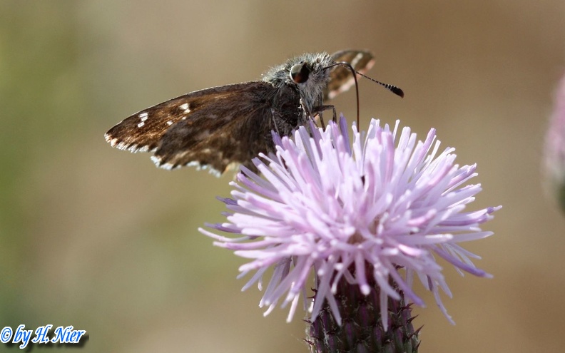 Carcharodus alceae -  1. Fund (Männchen)