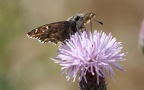 Carcharodus alceae -  1. Fund (Männchen)