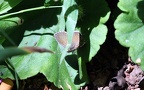 Cacyreus marshalli -  3. Fund
