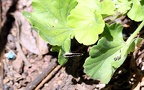 Cacyreus marshalli -  3. Fund