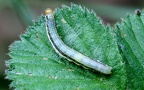 Familie Noctuidae (Latreille, 1809)