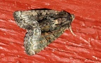 Oligia cf. versicolor -  1. Fund