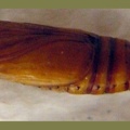 Spodoptera exigua -  1. Puppenfund