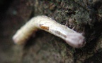 Familie Notodontidae (Stephens, 1829)