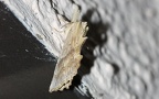 Pterostoma palpina -  2. Fund