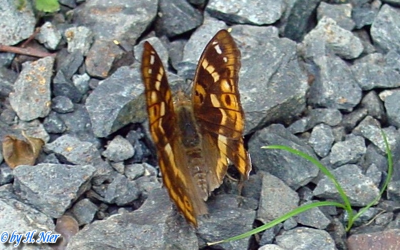 Apatura ilia f. clytie -  1. Fund (Weibchen)
