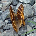 Apatura ilia f. clytie -  1. Fund (Weibchen)