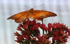 Familie Nymphalidae (Rafinesque, 1815)