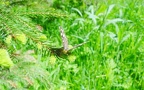 Pararge aegeria tircis -  1. Fund (Männchen)
