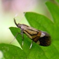 Alabonia geoffrella -  1. Fund