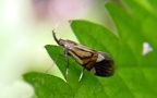 Alabonia geoffrella -  1. Fund