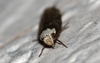Familie Oecophoridae (Bruand, 1851)