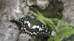 Familie Papilionidae (Latreille, 1809)