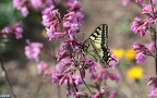 Papilio machaon -  6. Fund