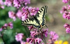 Papilio machaon -  6. Fund