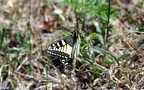 Papilio machaon -  7. Fund