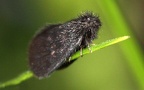Familie Psychidae (Boisduval, 1828)