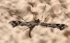 Familie Pterophoridae (Zeller, 1815)