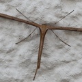 Emmelina monodactylus -  2. Fund