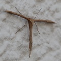 Emmelina monodactylus -  2. Fund