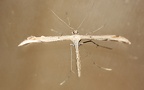 Emmelina monodactylus -  3. Fund