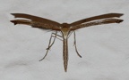 Emmelina monodactylus -  4. Fund