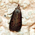 Aphomia sociella -  5. Fund (Weibchen)