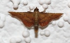 Familie Pyralidae (Latreille, 1802)