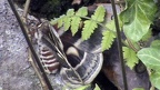 Familie Saturniidae (Boisduval, 1837)