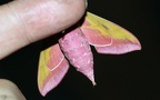 Familie Sphingidae (Latreille, 1802)