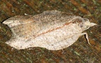 Gattung Acleris (Hübner, 1825)