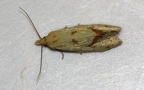 Agapeta hamana -  1. Fund
