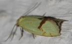 Agapeta hamana -  2. Fund