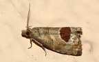 Familie Tortricidae (Latreille, 1803)