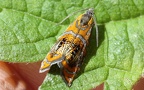 Gattung Olethreutes (Hübner, 1822)