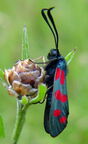 Zygaena filipendulae -  1. Fund