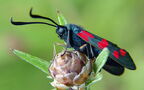 Zygaena filipendulae -  1. Fund
