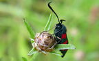 Zygaena filipendulae -  1. Fund