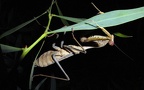 Sphodromantis viridis -  1. Fund